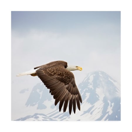 Phburchett 'Majestic Eagle I' Canvas Art,35x35